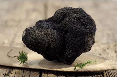 truffe-noire-entiere-du-perigord-brossee-1er-choix
